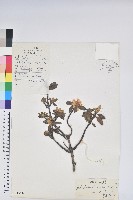 藏品(櫻草杜鵑)的圖片