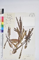 藏品(光柱杜鵑)的圖片