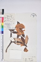 藏品(黃毛海綿杜鵑)的圖片