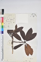 藏品(寬鐘杜鵑)的圖片