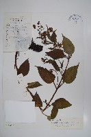 藏品(寬葉假鶴虱)的圖片