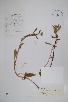 藏品(微孔草)的圖片