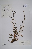藏品(小花倒提壺)的圖片