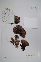 藏品(墊紫草)的圖片