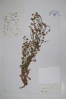 藏品(中國勿忘草)的圖片