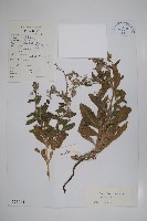 藏品(瀾滄滇紫草)的圖片