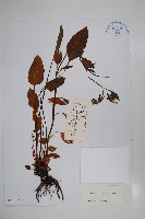 藏品(寬葉假鶴虱)的圖片