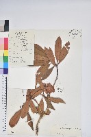 藏品(光柱杜鵑)的圖片