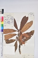 藏品(鐮果杜鵑)的圖片