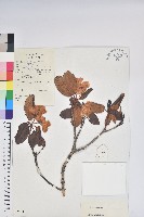 藏品(紅萼杜鵑、頭萼杜鵑)的圖片