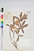 藏品(綿毛杜鵑)的圖片