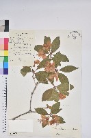 藏品(雲南杜鵑)的圖片