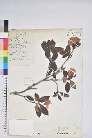 藏品(白面杜鵑)的圖片