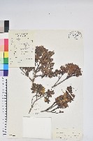 藏品(金黃杜鵑)的圖片