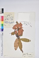 藏品(光柱杜鵑)的圖片