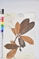 藏品(鐮果杜鵑)的圖片