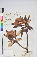 藏品(白雪杜鵑)的圖片