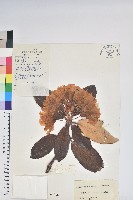 藏品(麻點杜鵑)的圖片