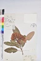 藏品(大白杜鵑)的圖片