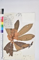 藏品(寬鐘杜鵑)的圖片