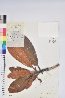 藏品(假乳黃杜鵑)的圖片