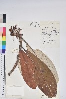 藏品(凸尖杜鵑)的圖片