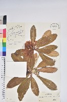 藏品(大白杜鵑)的圖片