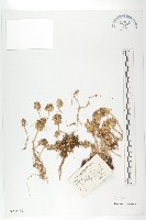 藏品(山菜葶藶)的圖片