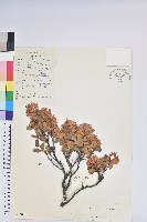 藏品(腋花杜鵑)的圖片