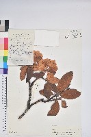 藏品(棕背川滇杜鵑)的圖片