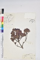 藏品(岩生杜鵑花)的圖片