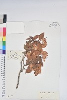 藏品(紅棕杜鵑)的圖片