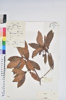 藏品(紅棕杜鵑)的圖片