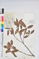 藏品(紅棕杜鵑)的圖片