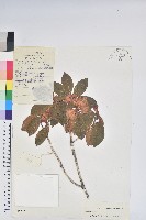 藏品(紅棕杜鵑)的圖片