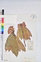藏品(蜡葉杜鵑)的圖片