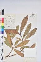 藏品(蜡葉杜鵑)的圖片