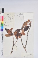 藏品(間斷杜鵑)的圖片