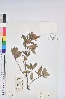 藏品(毛葉杜鵑)的圖片