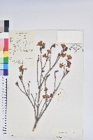 藏品(湄公河杜鵑花)的圖片