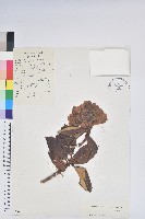 藏品(櫟葉杜鵑)的圖片