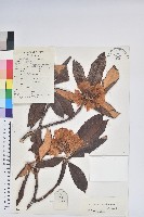 藏品(櫟葉杜鵑)的圖片