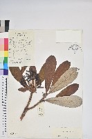 藏品(紫玉盤杜鵑)的圖片