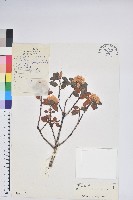 藏品(髯花杜鵑)的圖片