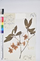 藏品(張口杜鵑)的圖片
