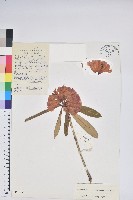 藏品(團花杜鵑)的圖片