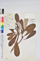 藏品(紫玉盤杜鵑)的圖片