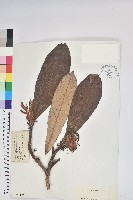 藏品(紫玉盤杜鵑)的圖片