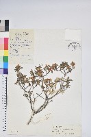 藏品(毛嘴杜鵑)的圖片