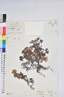 藏品(平臥怒江杜鵑)的圖片